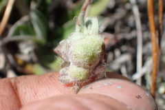 Aulacidea subterminalis