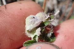 Aulacidea subterminalis