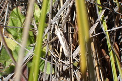 Tawhitia pentadactyla