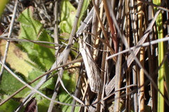 Tawhitia pentadactyla