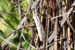 Tawhitia pentadactyla