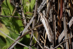 Tawhitia pentadactyla