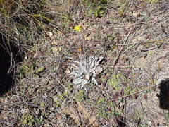 Brachyglottis haastii