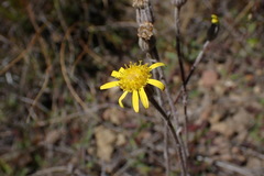 Brachyglottis haastii