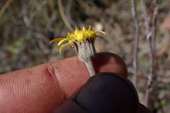 Brachyglottis haastii