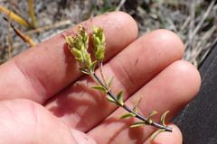 Veronica pimeleoides pimeleoides