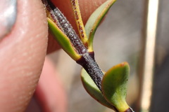 Veronica pimeleoides pimeleoides