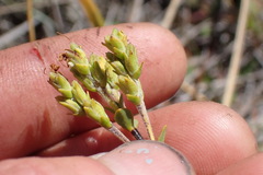 Veronica pimeleoides pimeleoides