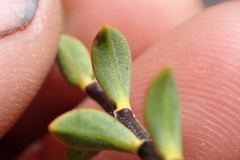 Veronica pimeleoides pimeleoides