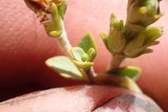 Veronica pimeleoides pimeleoides