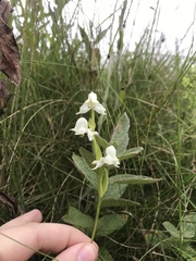 Disperis wealei