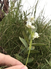 Disperis wealei