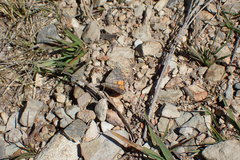 Paranotoreas brephosata