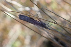 Orocrambus cyclopicus