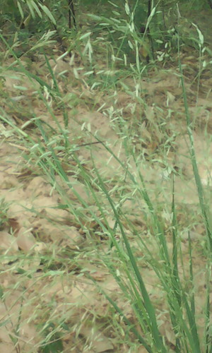 Eragrostis tremula observed 2017-10-21