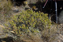 Pimelea traversii
