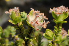 Pimelea traversii
