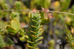 Pimelea traversii