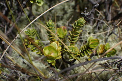 Pimelea traversii