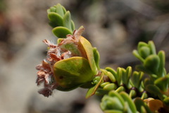 Pimelea traversii