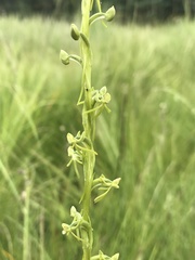 Habenaria filicornis