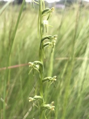 Habenaria filicornis