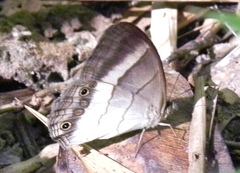 Euptychoides laccine