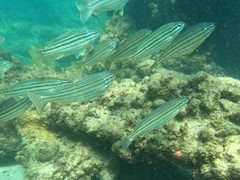 Helotes octolineatus