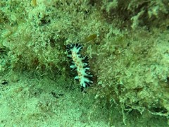 Maritigrella fuscopunctata