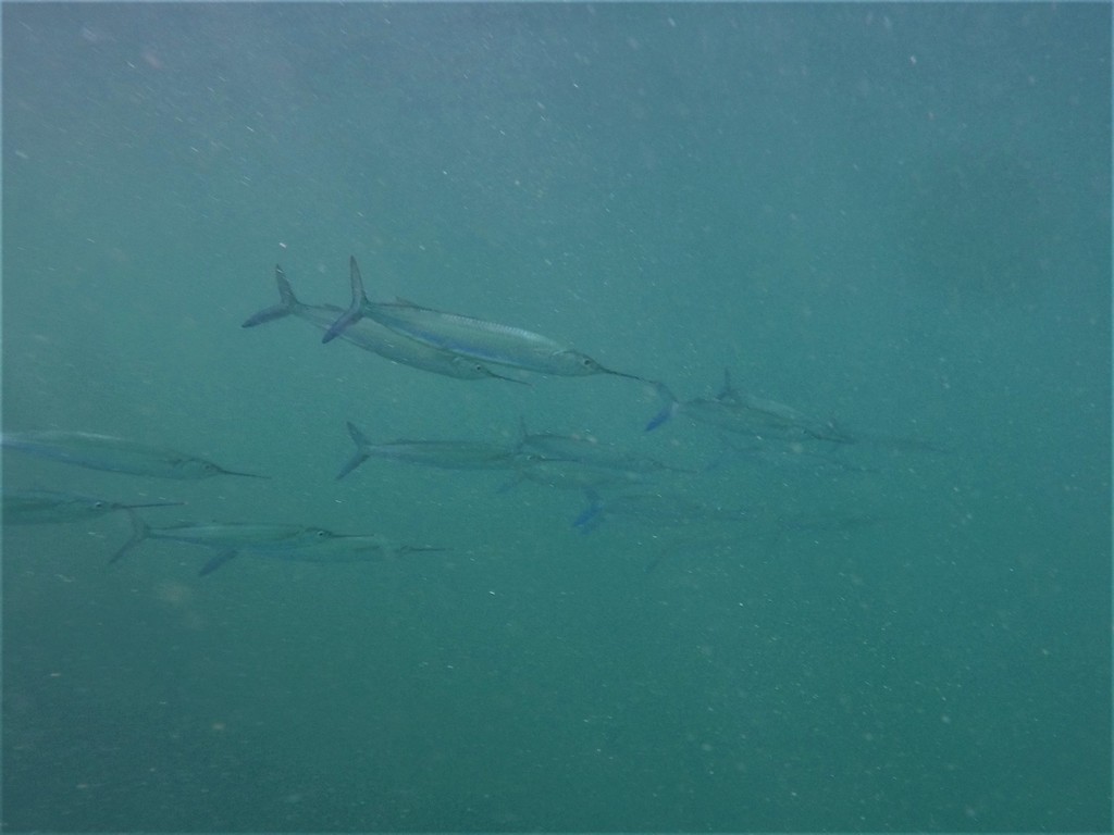 Needlefishes, Halfbeaks, and Allies