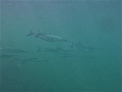 Hemiramphus saltator