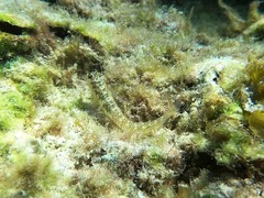 Omobranchus germaini