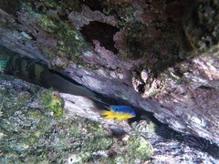 Stegastes flavilatus