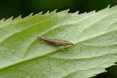 Petalocephala