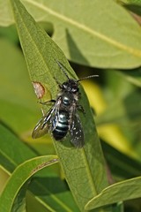 Andrena cerasifolii