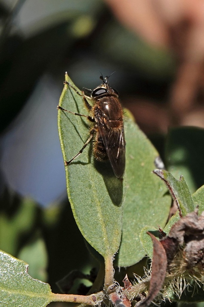 Sphecomyia metallica