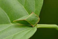 Tituria planata
