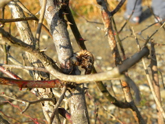 Lanius bucephalus