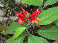 Pachystachys spicata