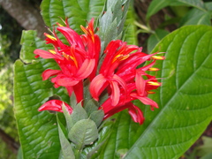 Pachystachys spicata