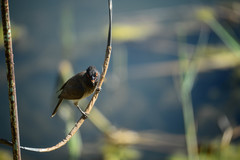 Pycnonotus nigricans