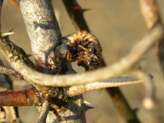Lanius bucephalus