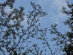 Terminalia latifolia