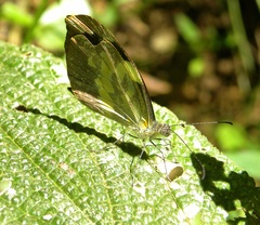 Dismorphia crisia foedora