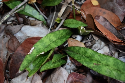Monk Orchid
