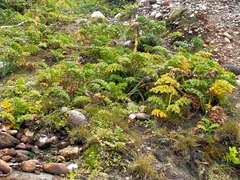 Anisotome lyallii