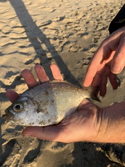 Hyperprosopon argenteum