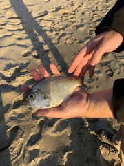 Hyperprosopon argenteum