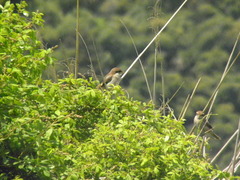 Lanius bucephalus bucephalus