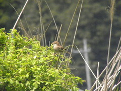 Lanius bucephalus bucephalus